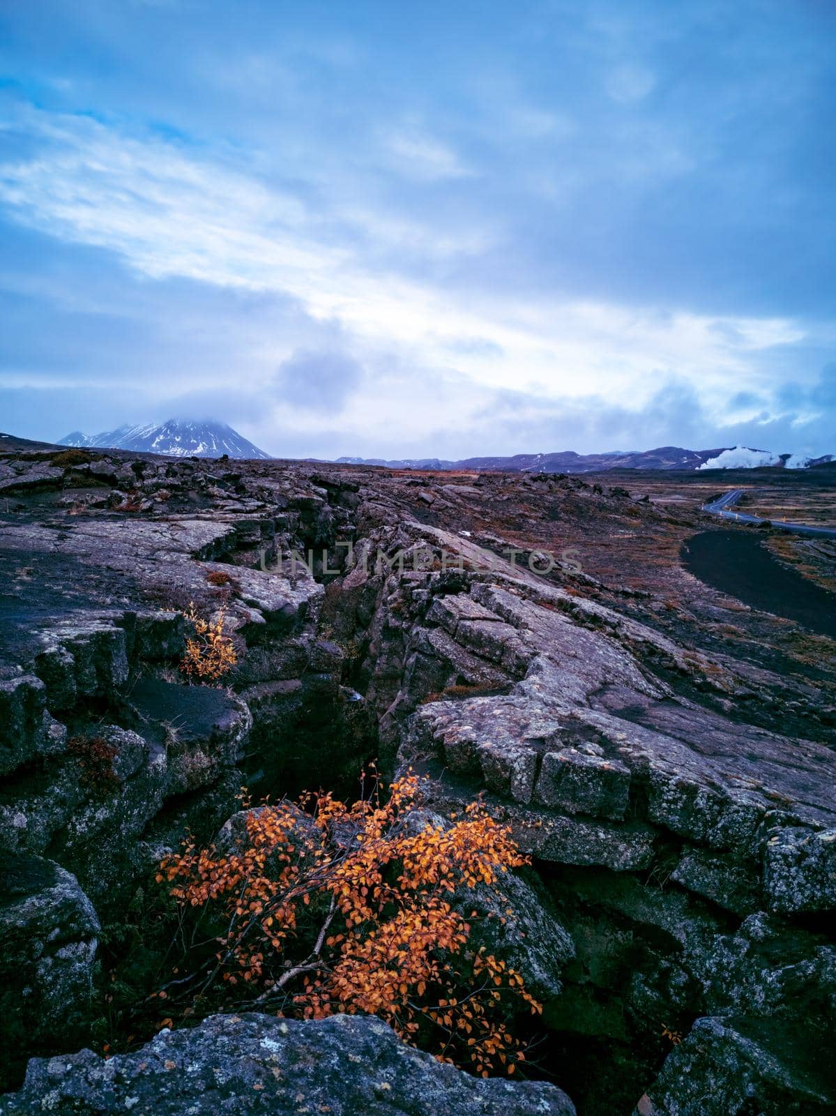 Huge crack on lava fields with tree under dark cloudy day