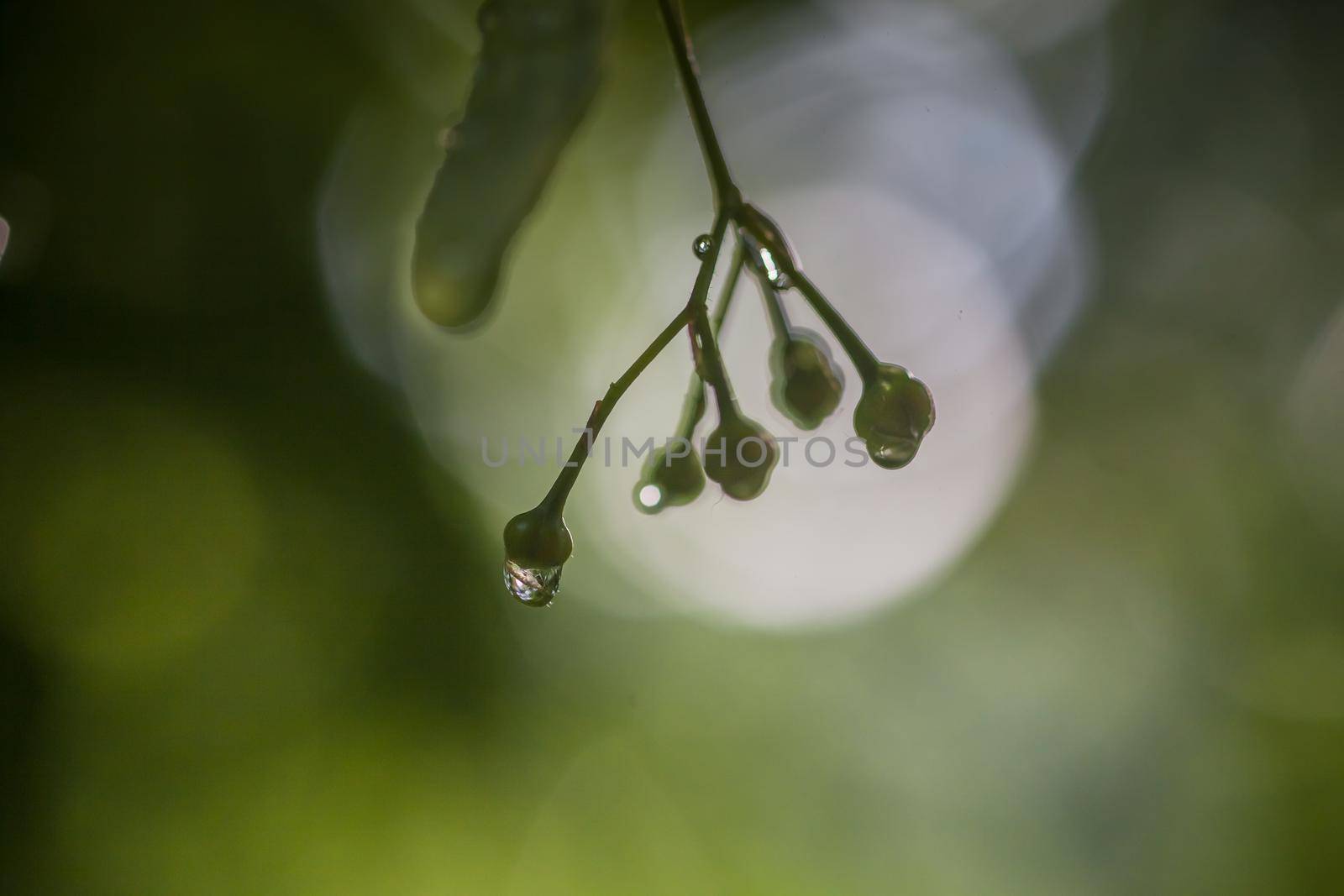 Green leave after rain with selective focus by mosfet_ua