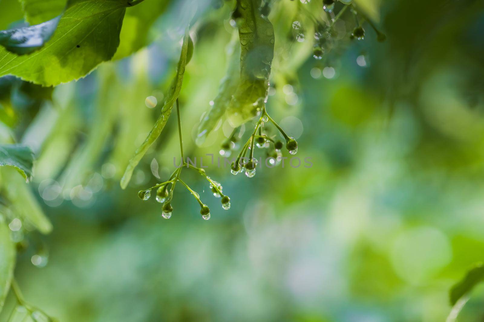 Green leave after rain with selective focus by mosfet_ua