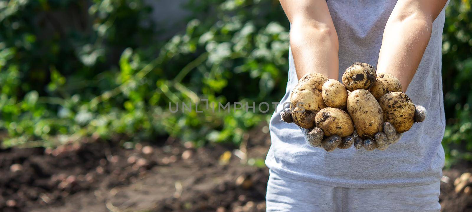 harvesting potatoes. Good potato harvest. selective focus