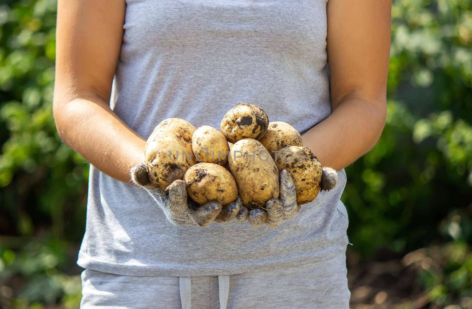 harvesting potatoes. Good potato harvest. selective focus