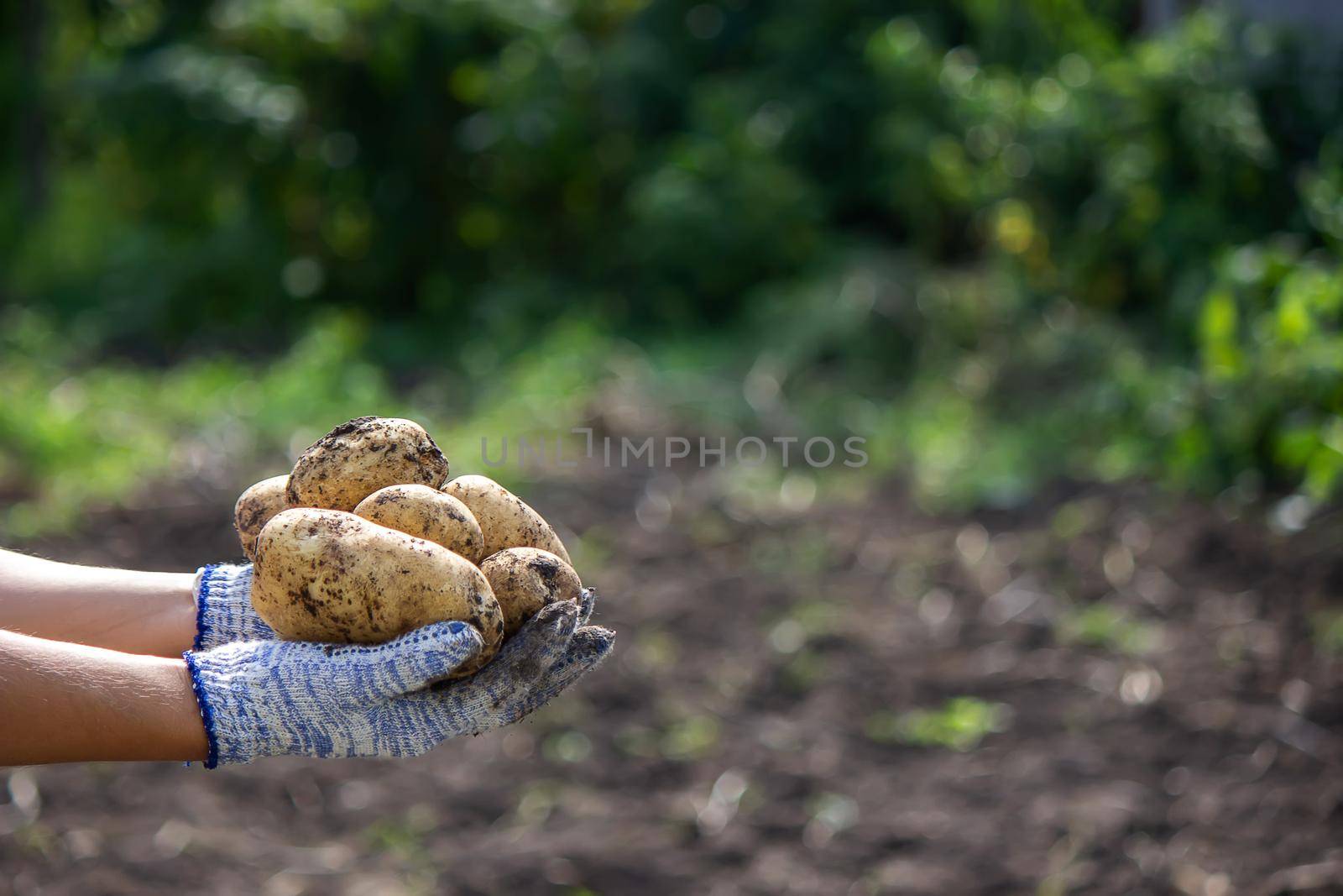 harvesting potatoes. Good potato harvest. selective focus