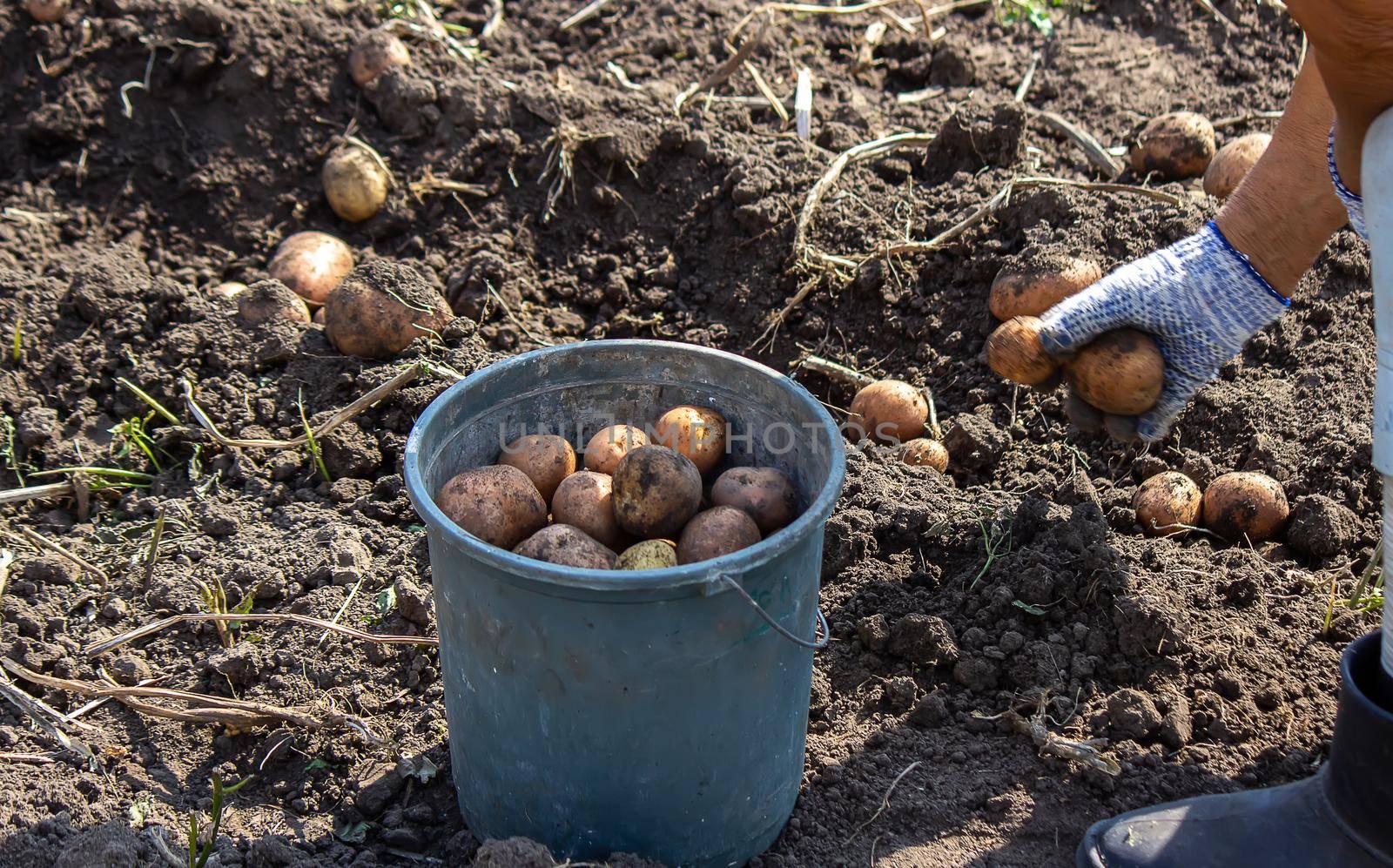 harvesting potatoes. Good potato harvest. selective focus