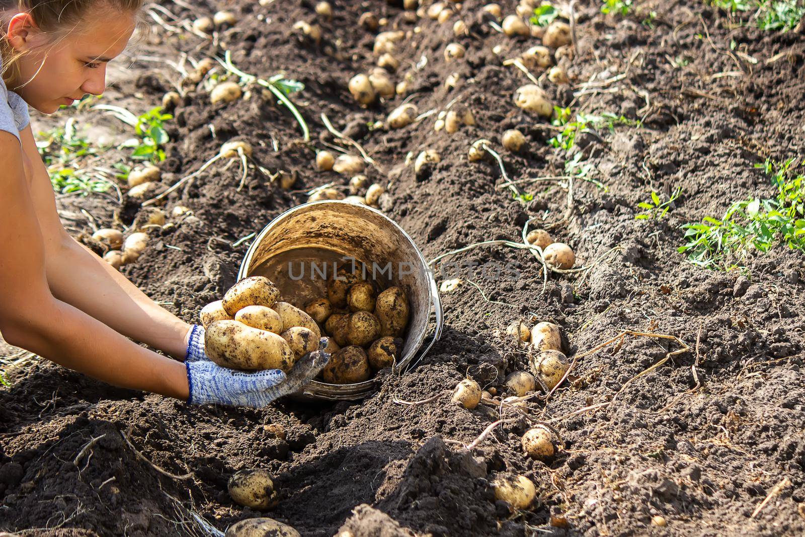 harvesting potatoes. Good potato harvest. selective focus