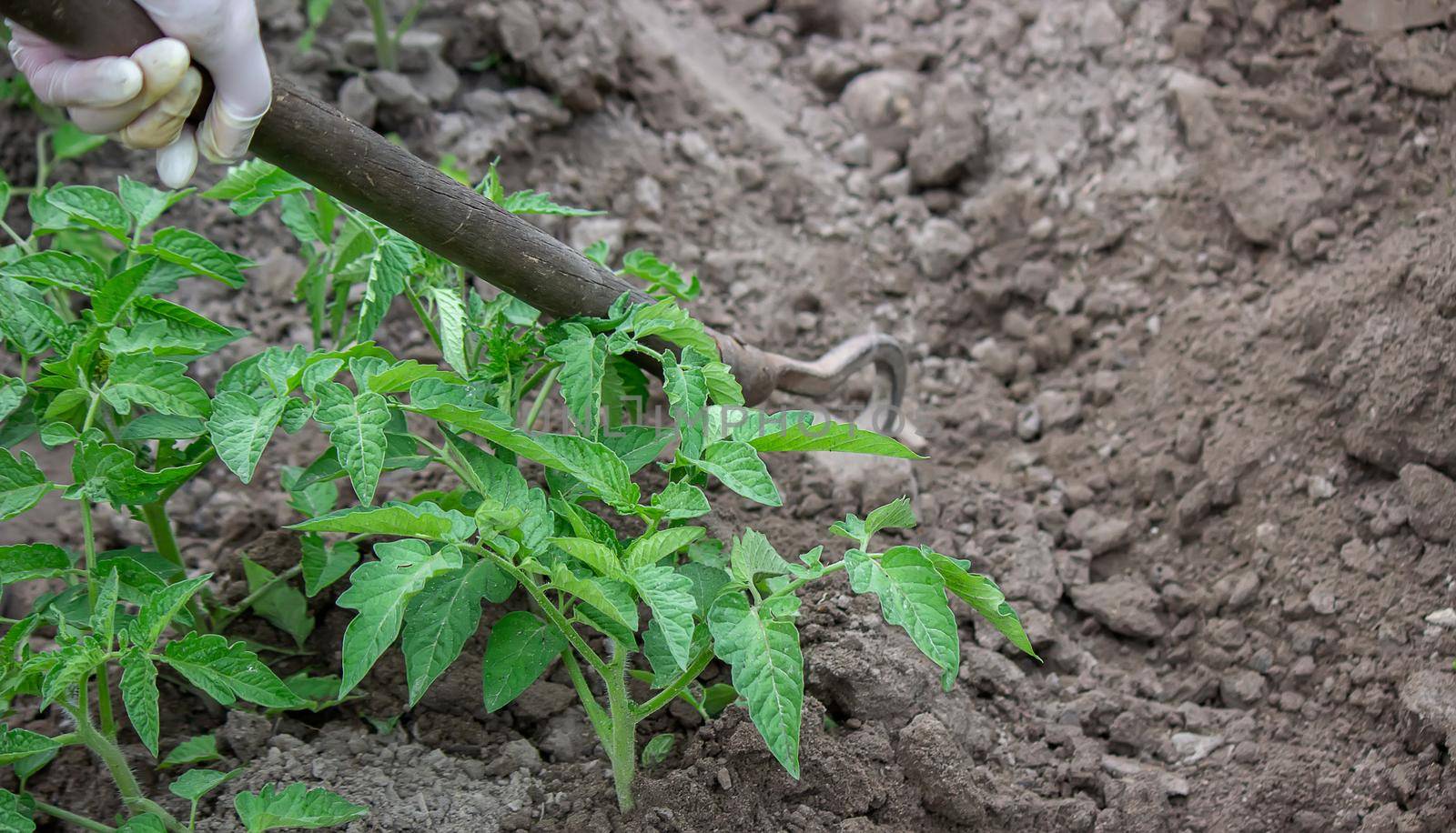 woman digs garden beds. Weeding weeds in the garden. Agricultural work. Selective focus