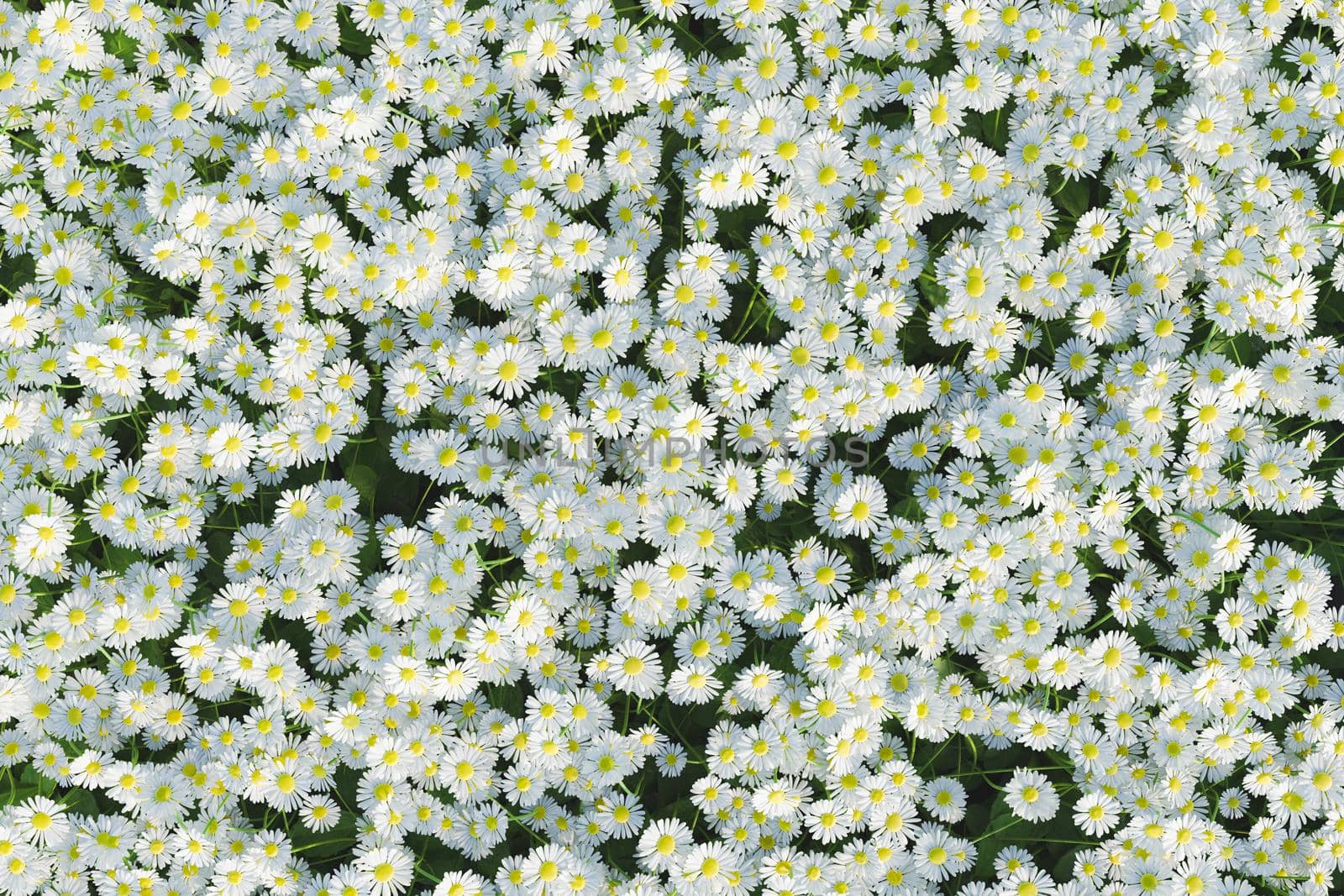 top view of a spring background full of daisies. 3d rendering