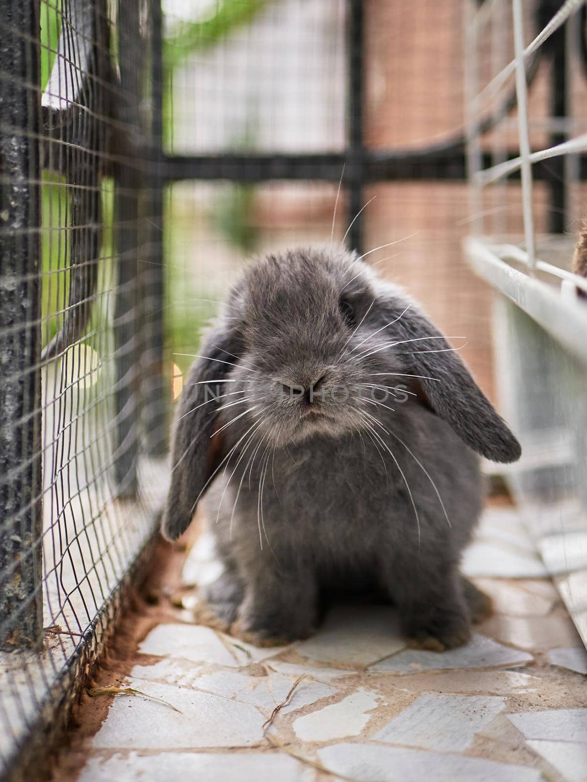 Small cute grey rabbit sitting on a balcony. Domestic animal close up. Easter or autumn harvest concept