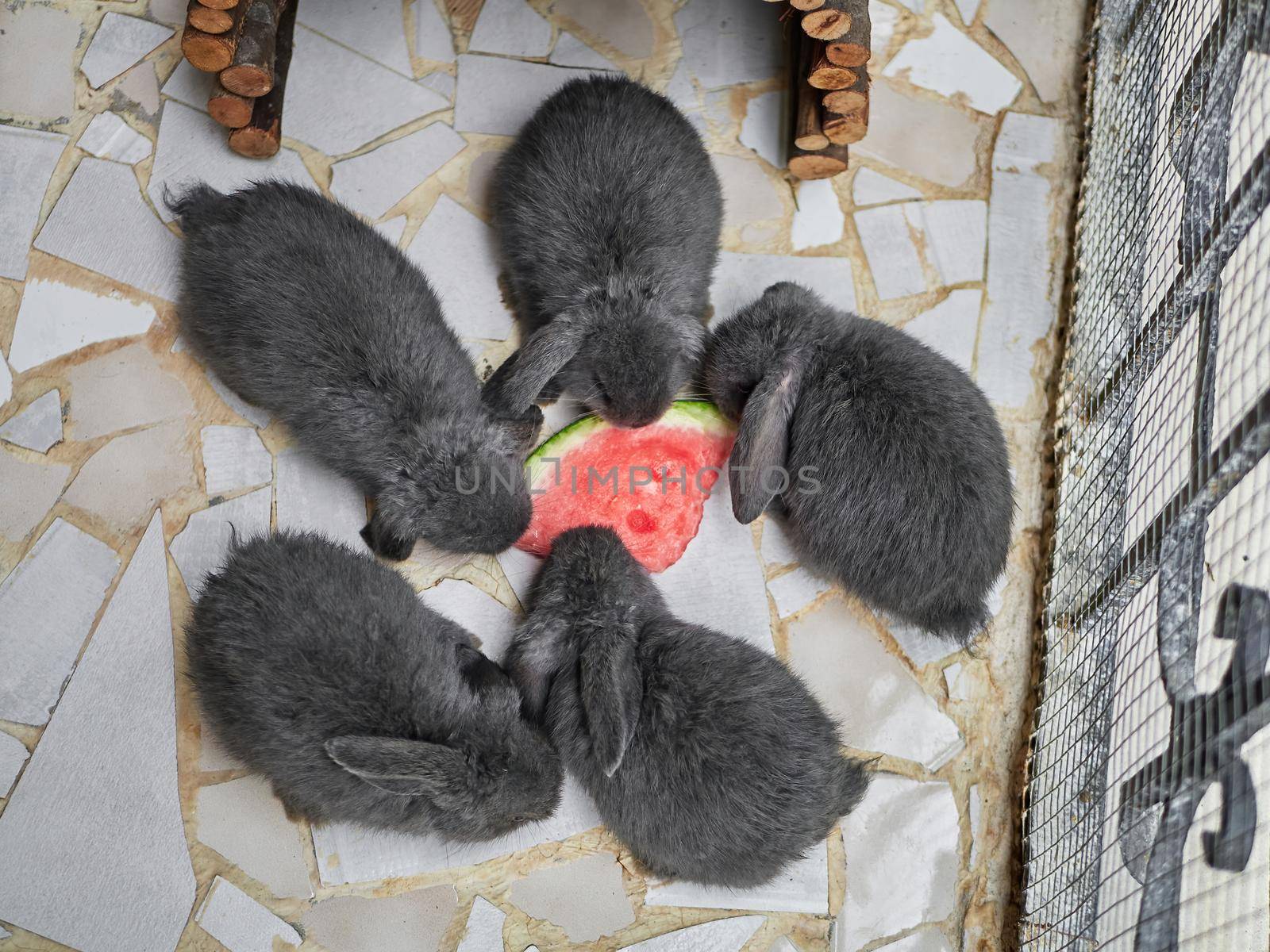 Close-up of three little grey rabbits eating watermelon by apavlin