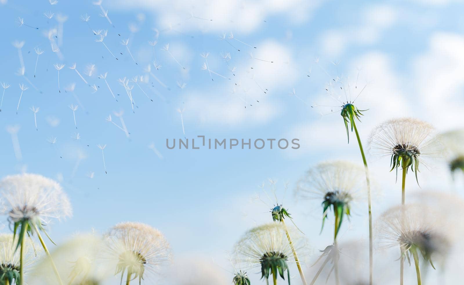close-up of dandelions dropping seeds by asolano
