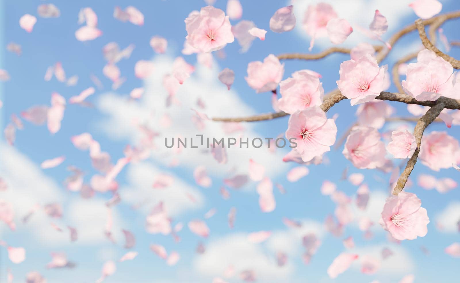 background of falling cherry blossoms and petals with blurred sky. 3d rendering