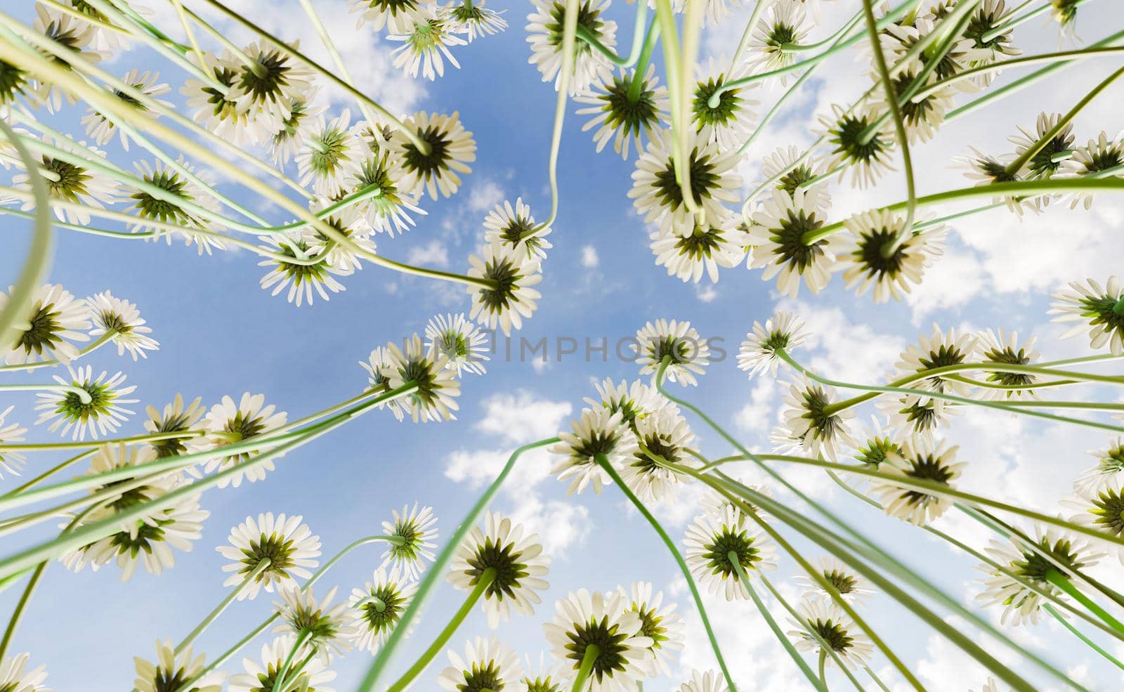 wide angle close-up of daisies from below with blurred sky. 3d rendering