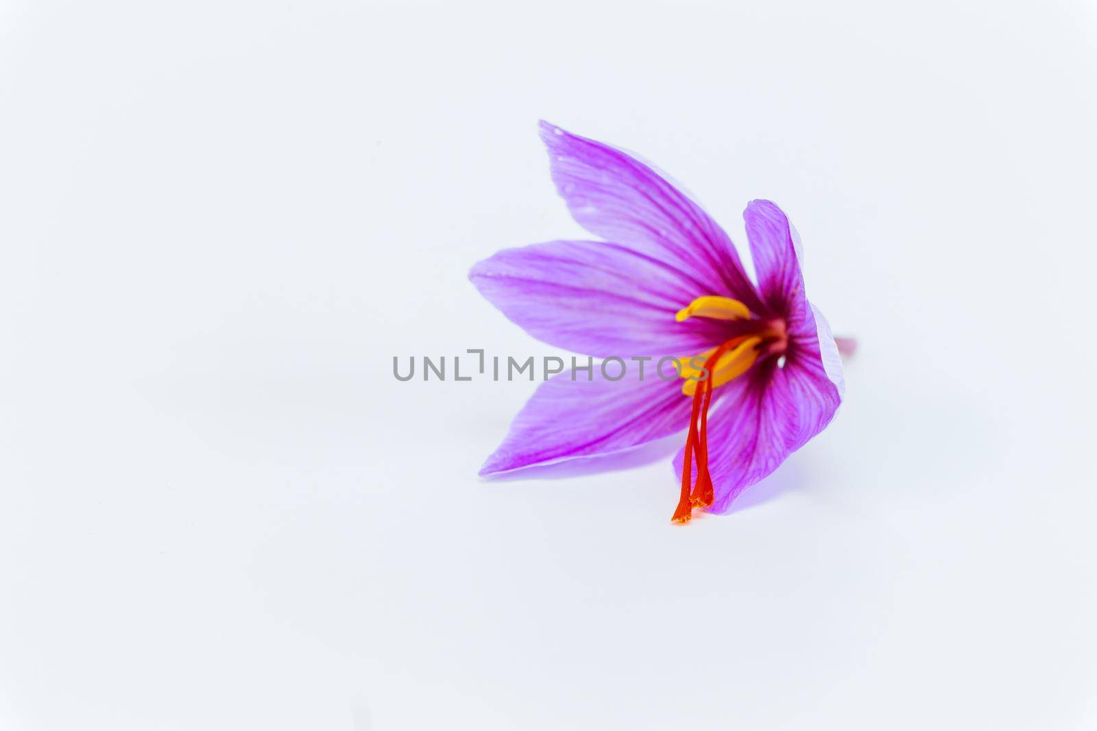 Saffron crocus on a white background close up. Place for text. There are three saffron stamens in the crocus, from which a spice is made.