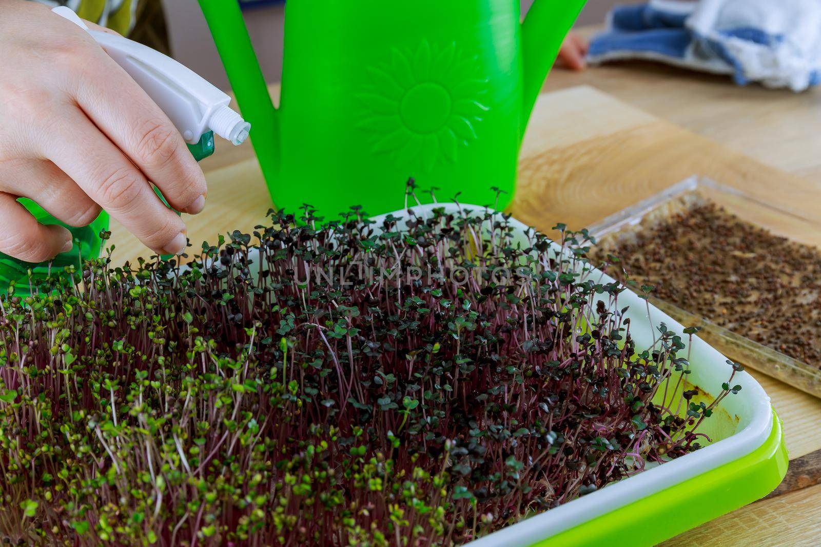 Woman sprays water on green microgreen cabbage in green germination tray on wooden table.