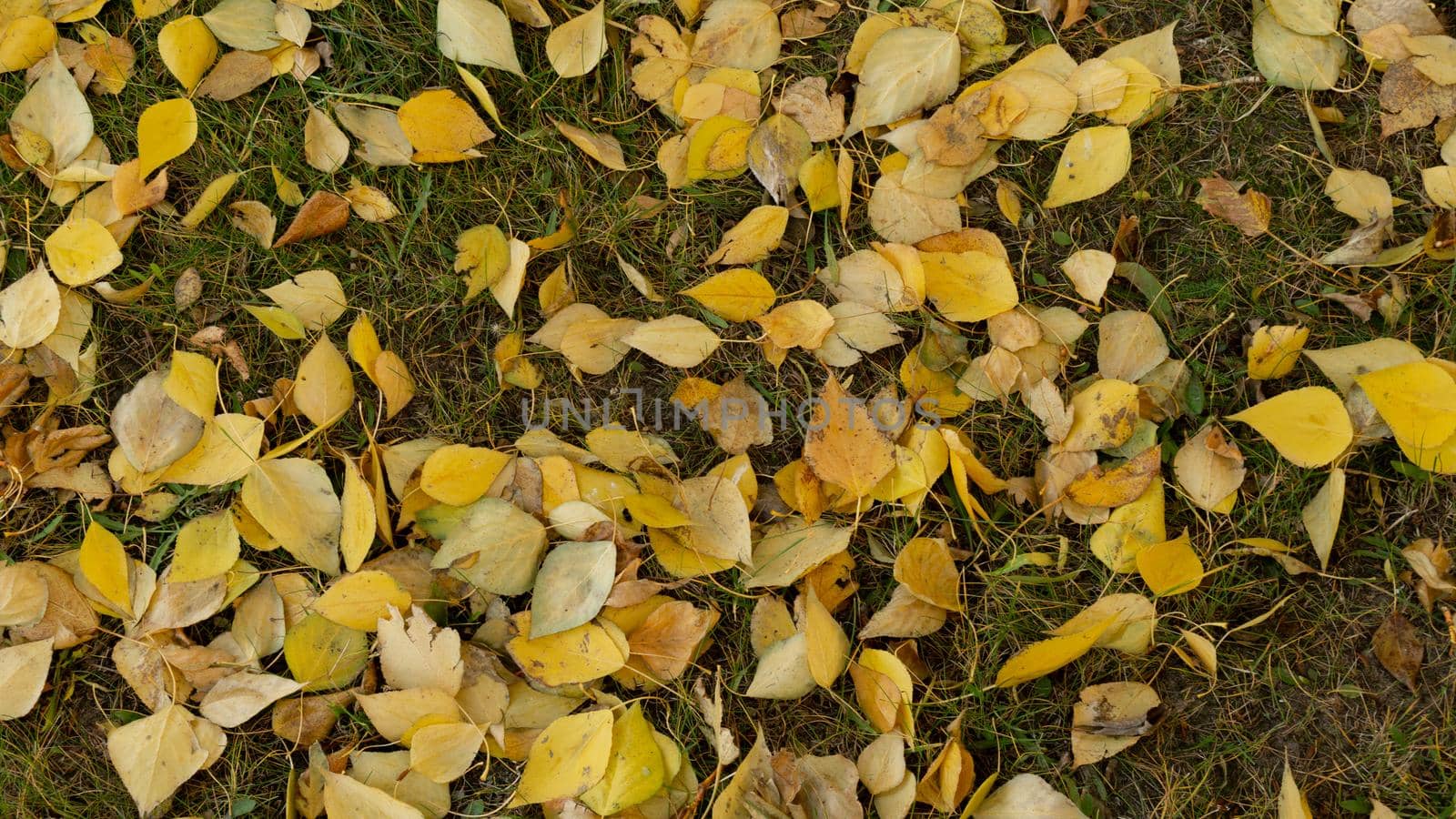 Bright yellow autumn leaves of aspen, birch against the background of green grass