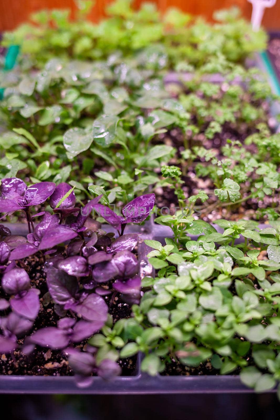 Growing plants under lamps, ultraviolet phytolamp, with drops of water on them. Illuminated with pink or purple light. Home cultivation of flower seeds and seedlings.