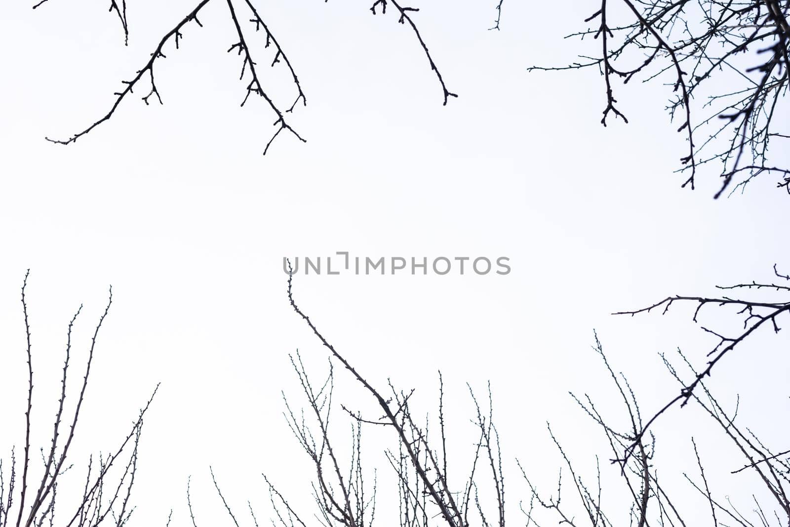 Bare tree branches on a pale white background by Andelov13