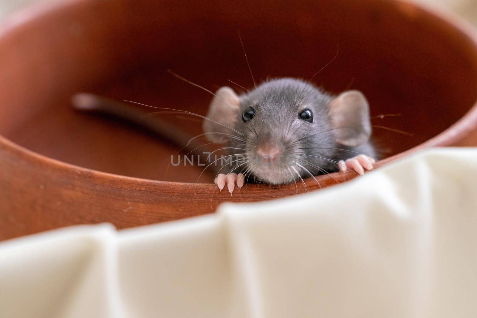 The head of a gray Dumbo rat on a white background, she sits in a clay plate and looks out, putting her front paws on the edge.