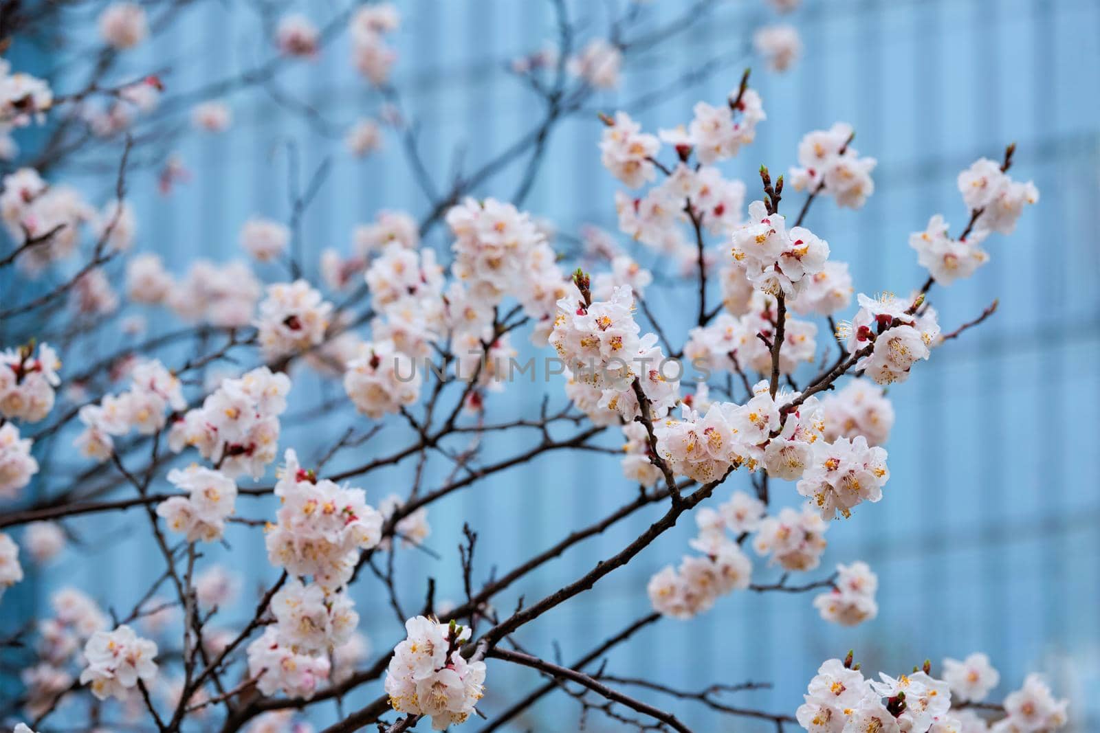 Blooming sakura flowers close up by dimol