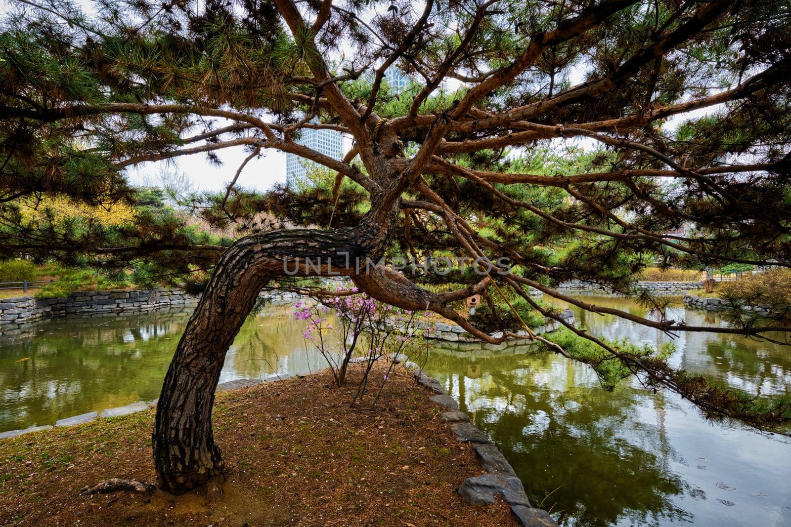 Pine tree in Yeouido Park public park in Seoul, Korea