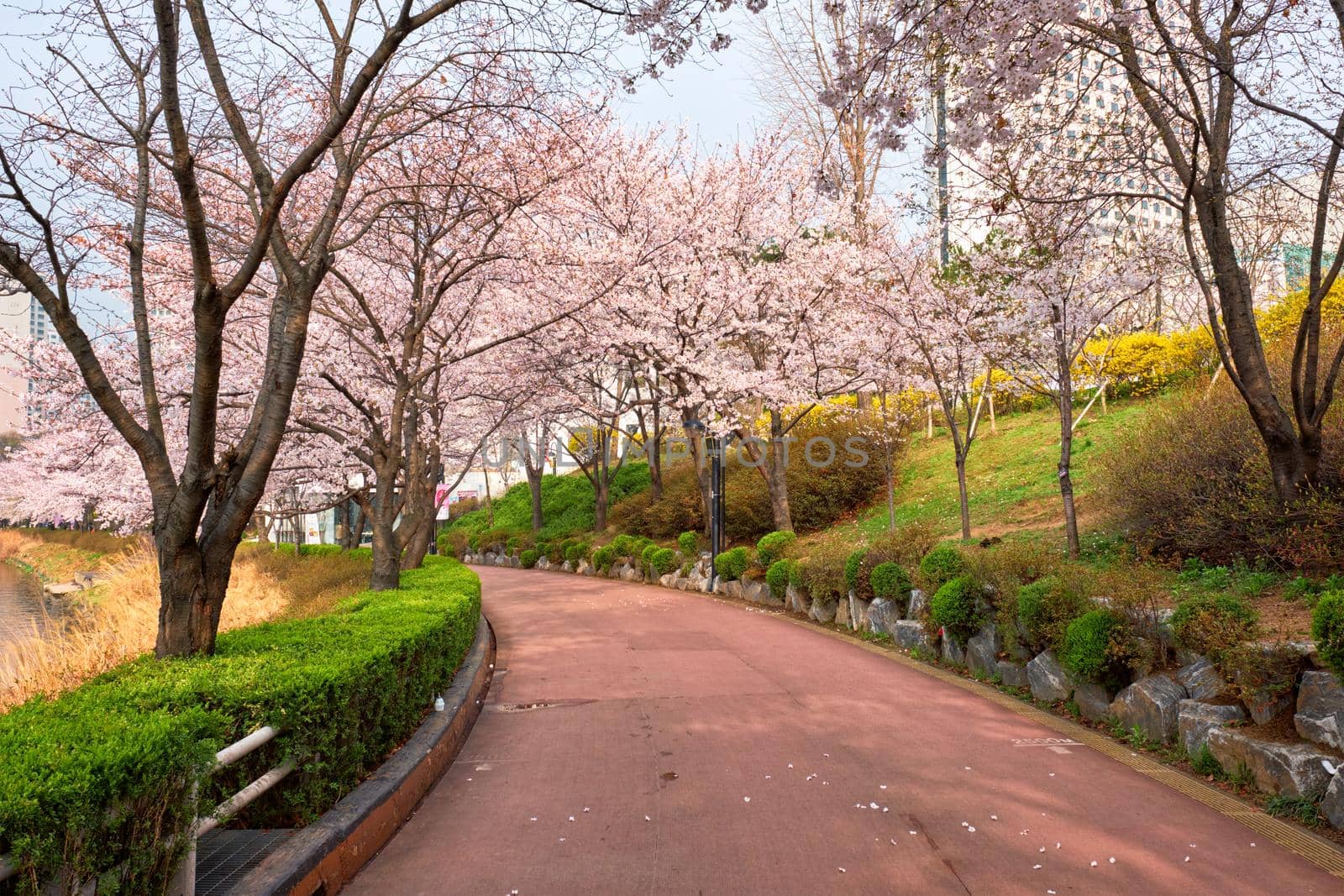 Blooming sakura cherry blossom alley in park by dimol