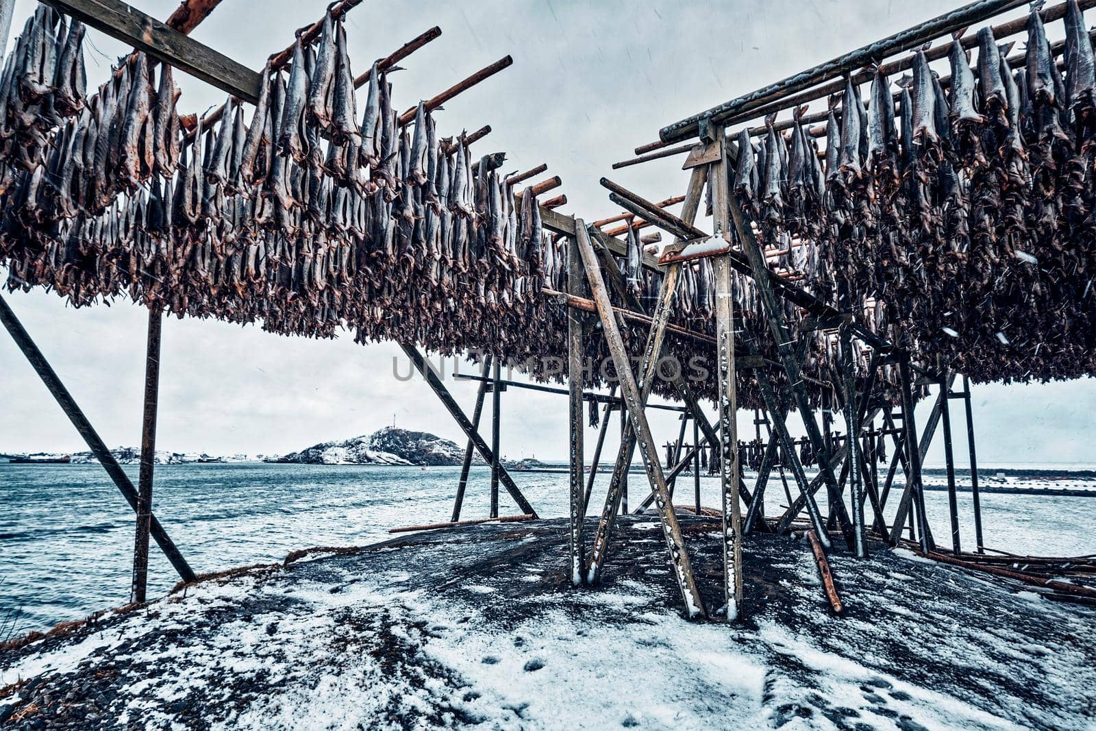 Drying flakes with stockfish cod fish in winter. Reine fishing village, Lofoten islands, Norway