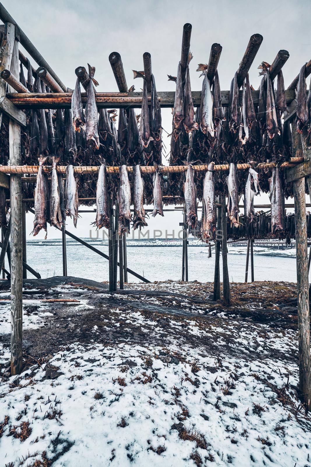 Drying flakes with stockfish cod fish in winter. Reine fishing village, Lofoten islands, Norway