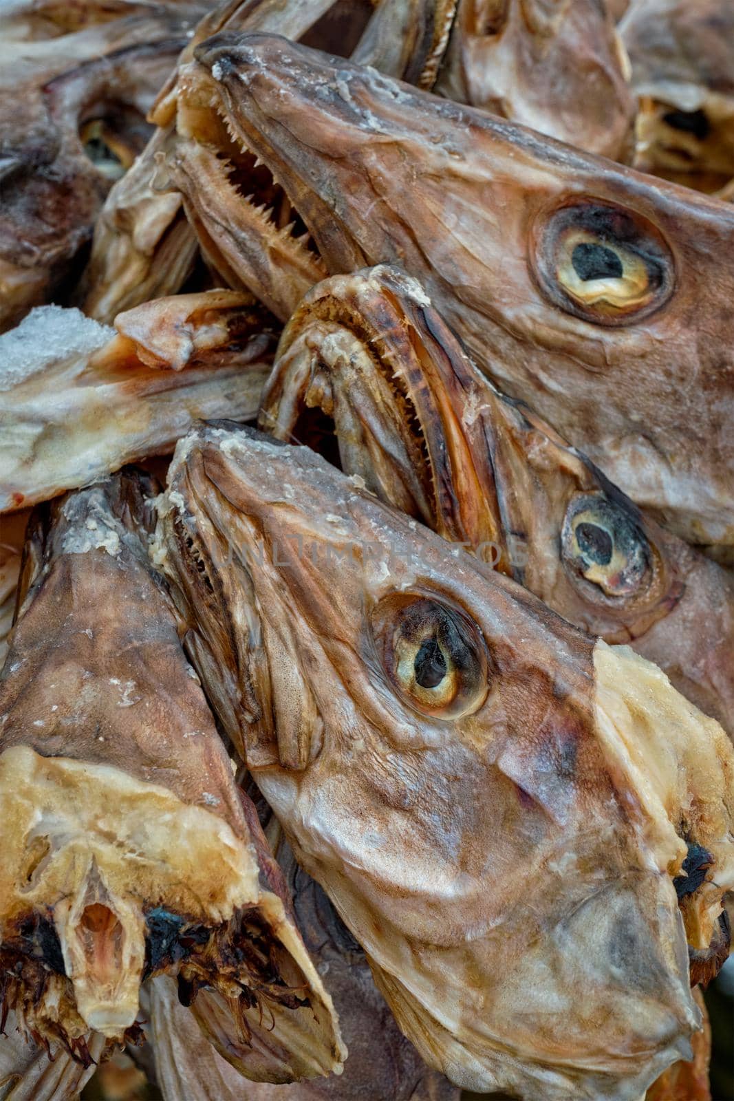 Drying flakes with stockfish cod fish heads in winter. Reine fishing village, Lofoten islands, Norway