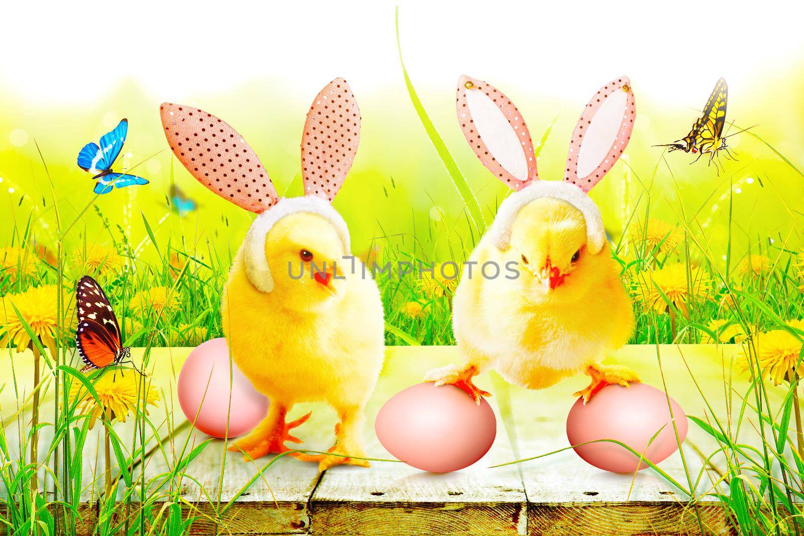 Little cute newborn baby chick for Easter celebration. by Taut