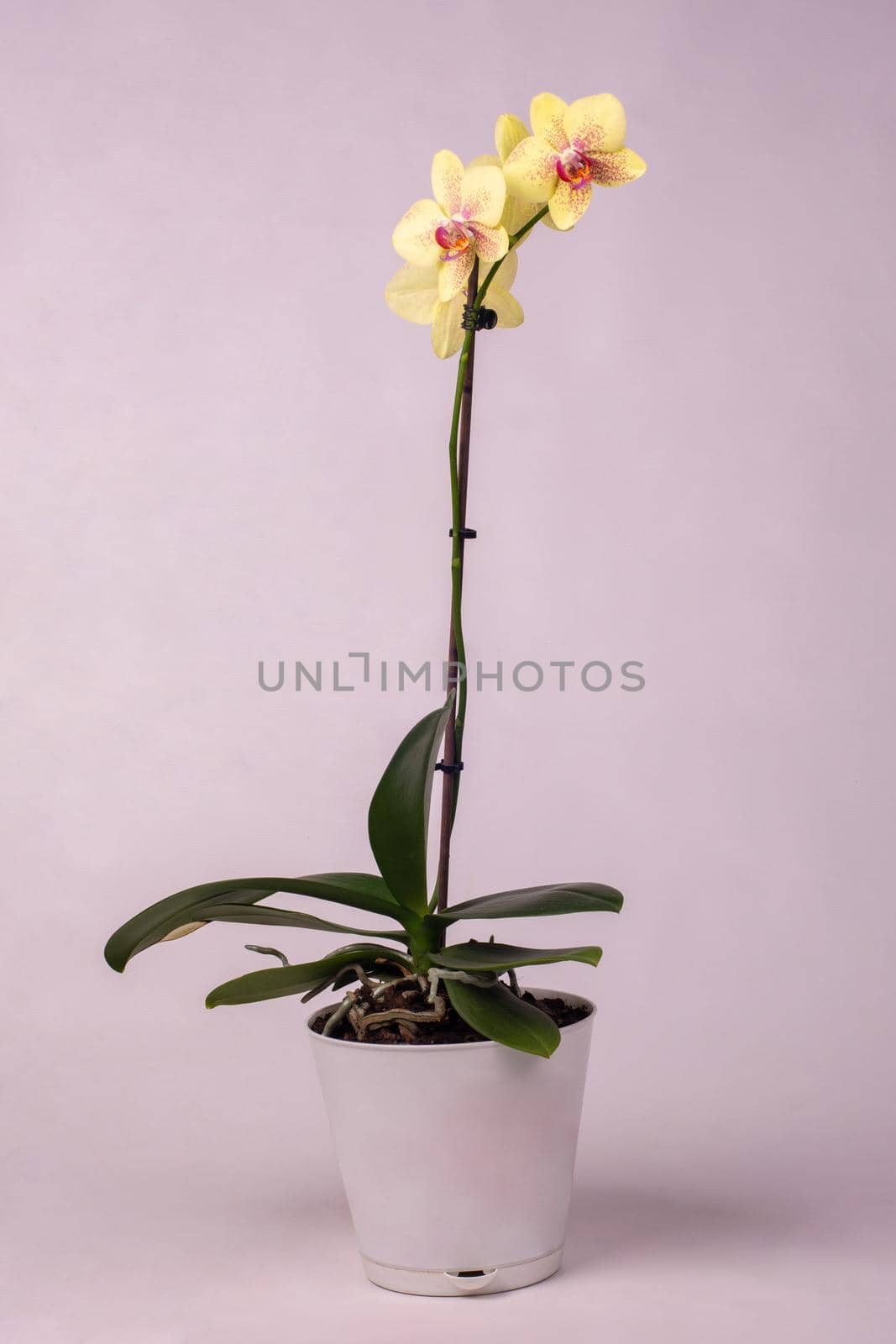 Indoor flowers yellow orchids in a pot, white background by Madhourse