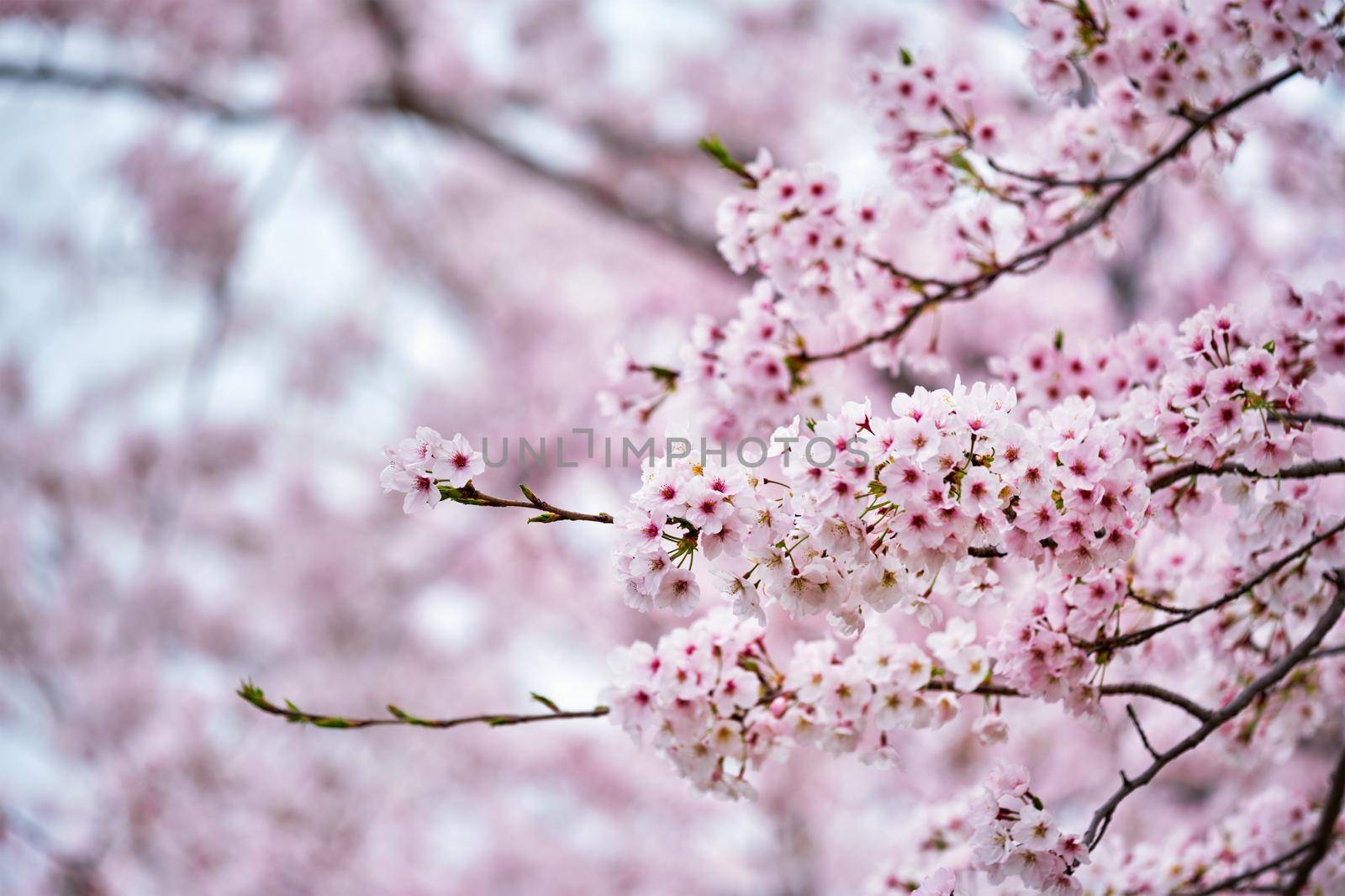 Blooming sakura cherry blossom background in spring, South Korea