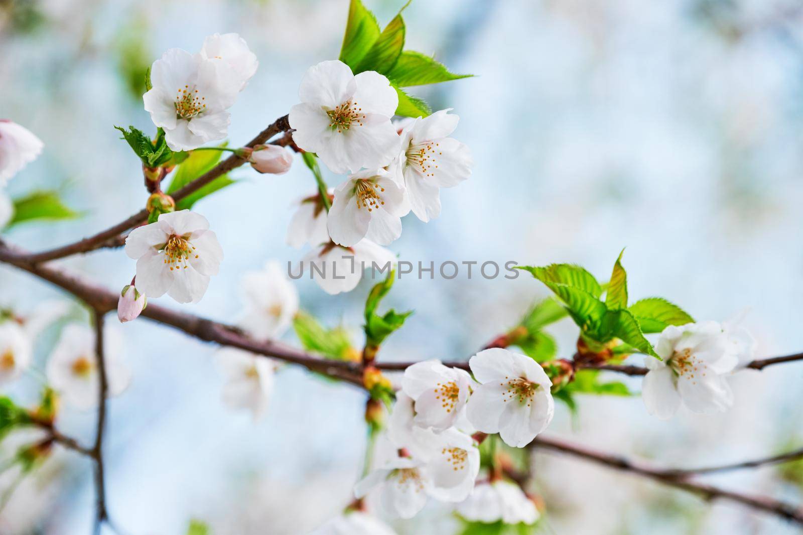 Blooming sakura cherry blossom close up background in spring, South Korea