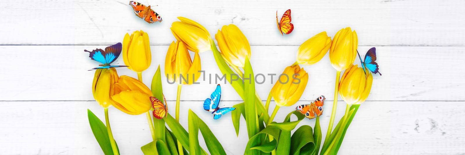 Beautiful tulips and butterflies. Spring nature background for web banner by Taut