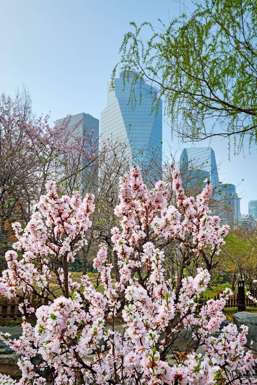 Blooming sakura blossoms flowers in Yeouido Park public park in Seoul, Korea