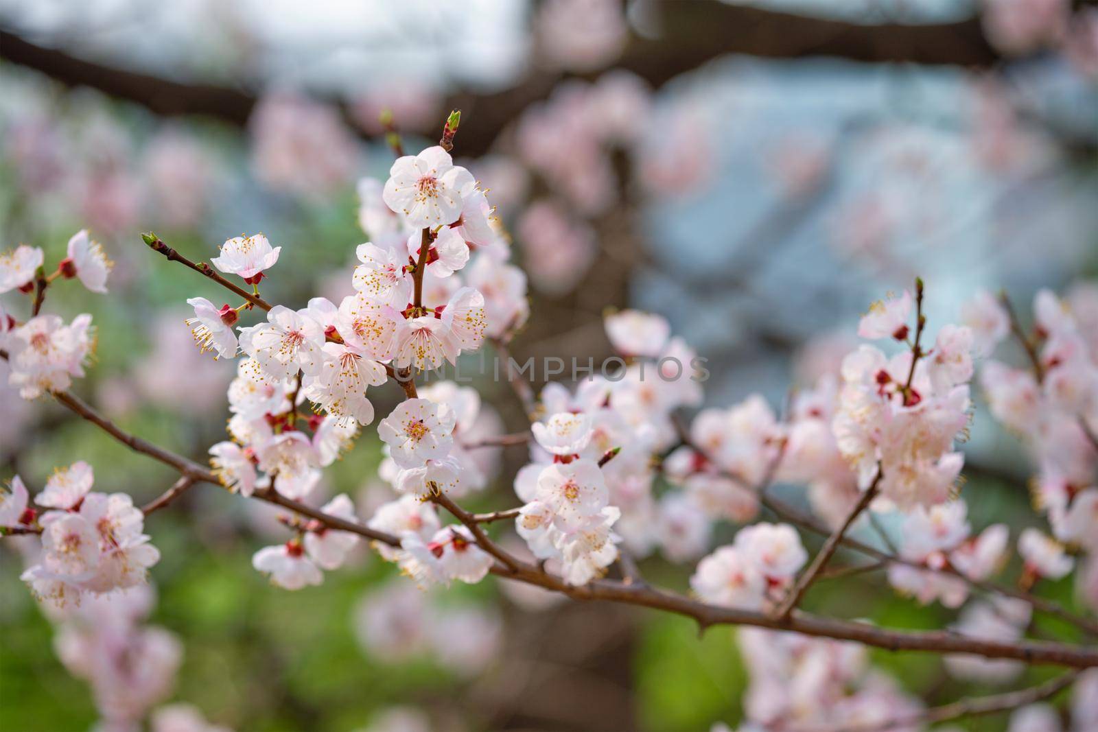 Blooming sakura cherry blossom close up background in spring, South Korea