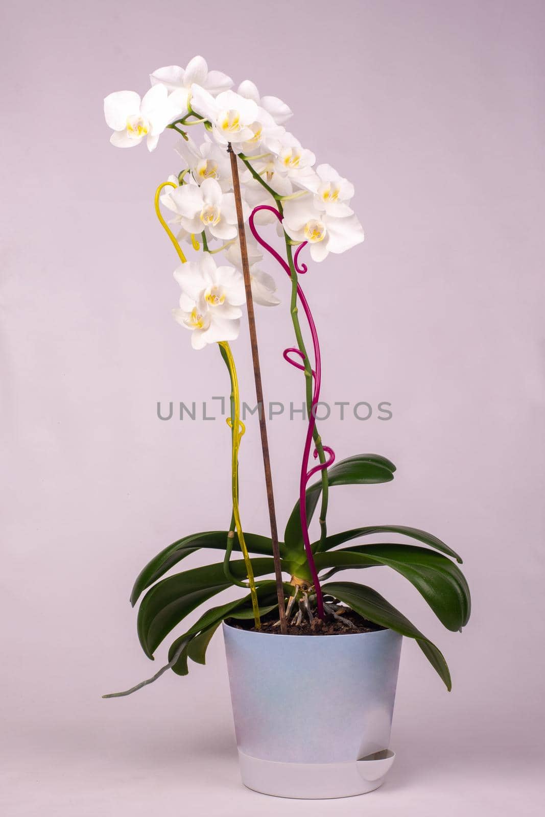 Indoor orchid flowers in a pot, white background a