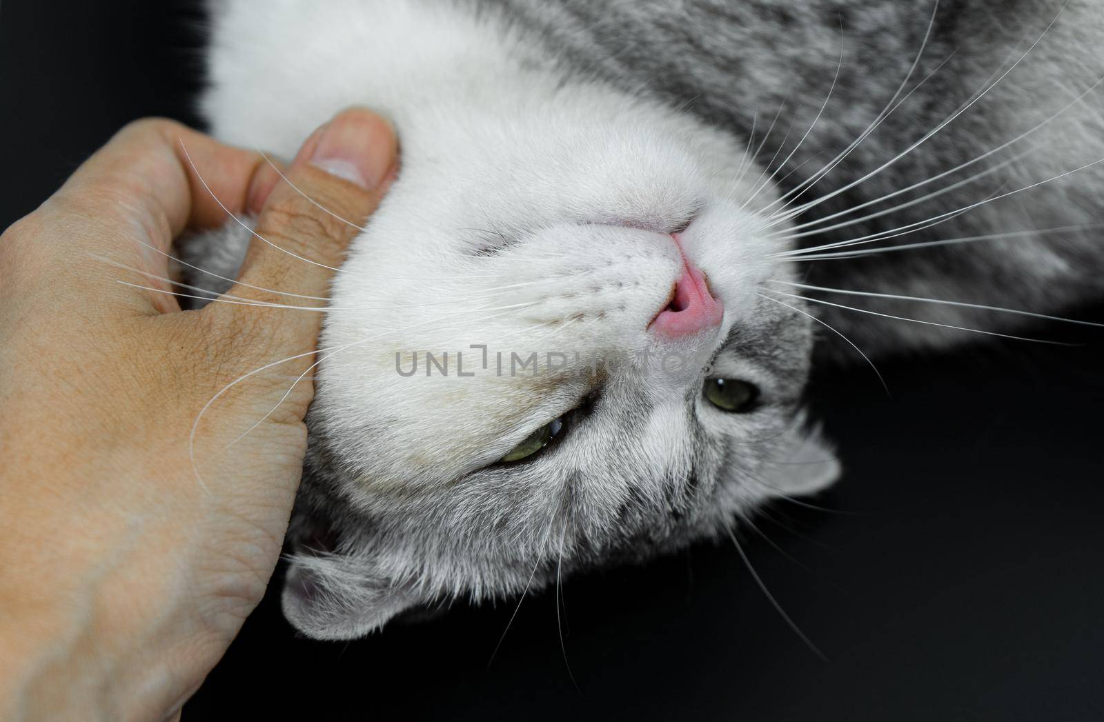 Cute cat is sleeping for the hand to scratch