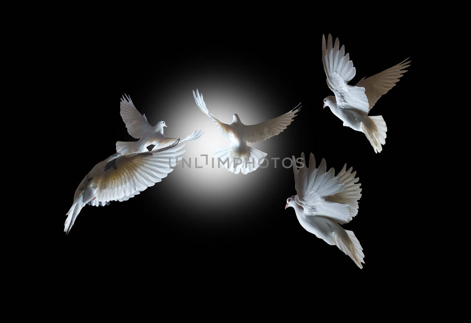 pigeons in the dark fly to the light in the tunnel, good and evil