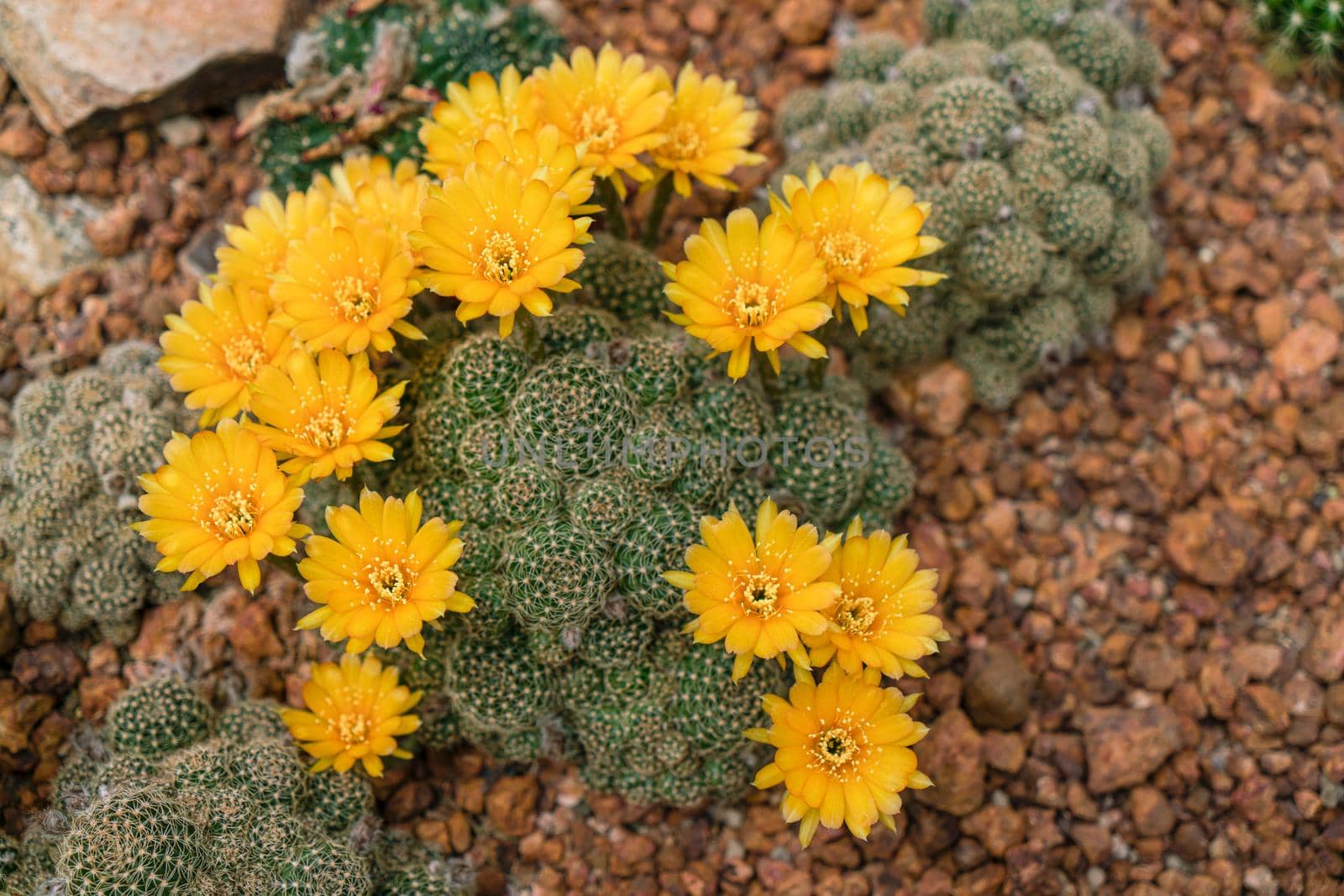 Cactus in the stone garden for decorate home and outdoor by Buttus_casso