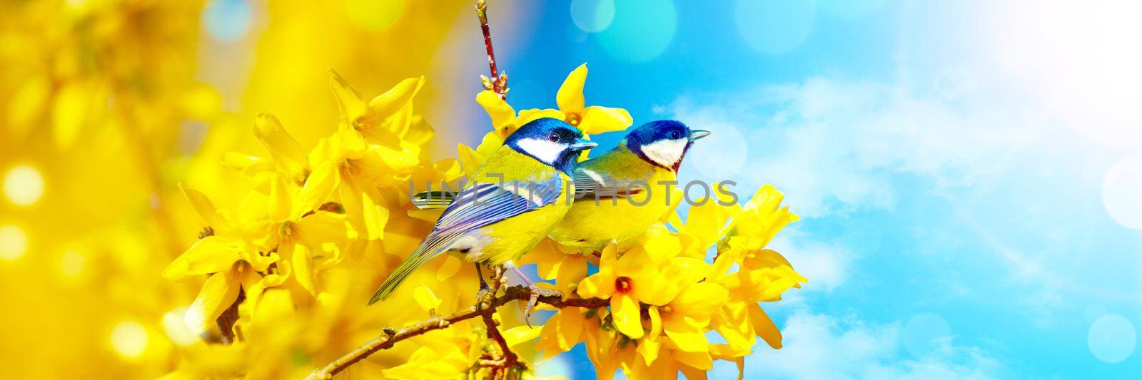 Concept of bird lovers and birdwatching. A beauty of the environment nature. Ornithology.