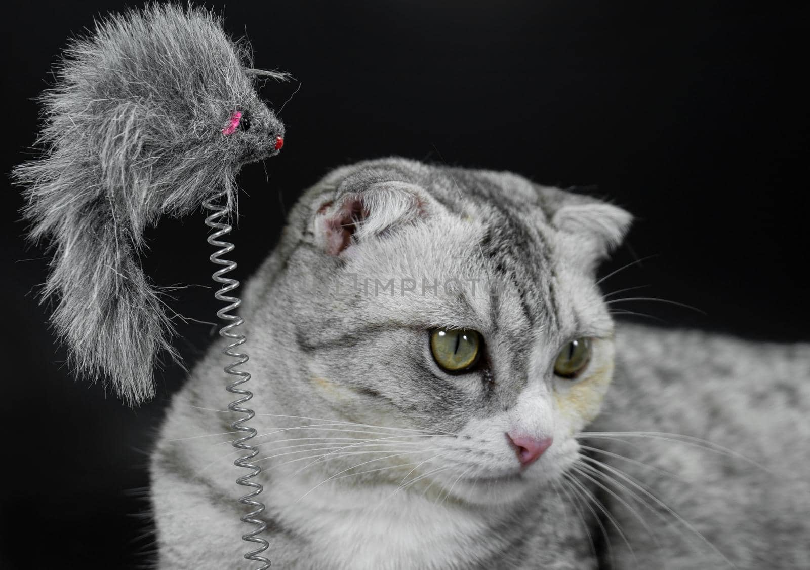 Toy with cute cat on black background by Buttus_casso
