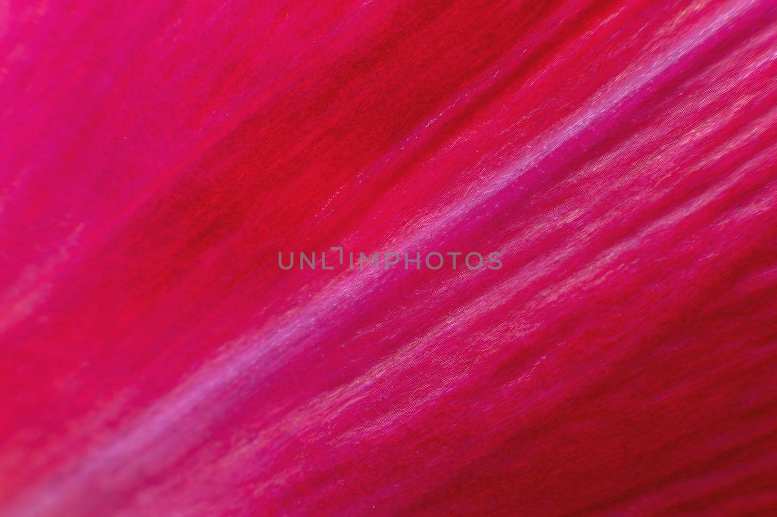 Extreme macro Bright close-up of a flower petal in pink. Abstract flower petal texture background