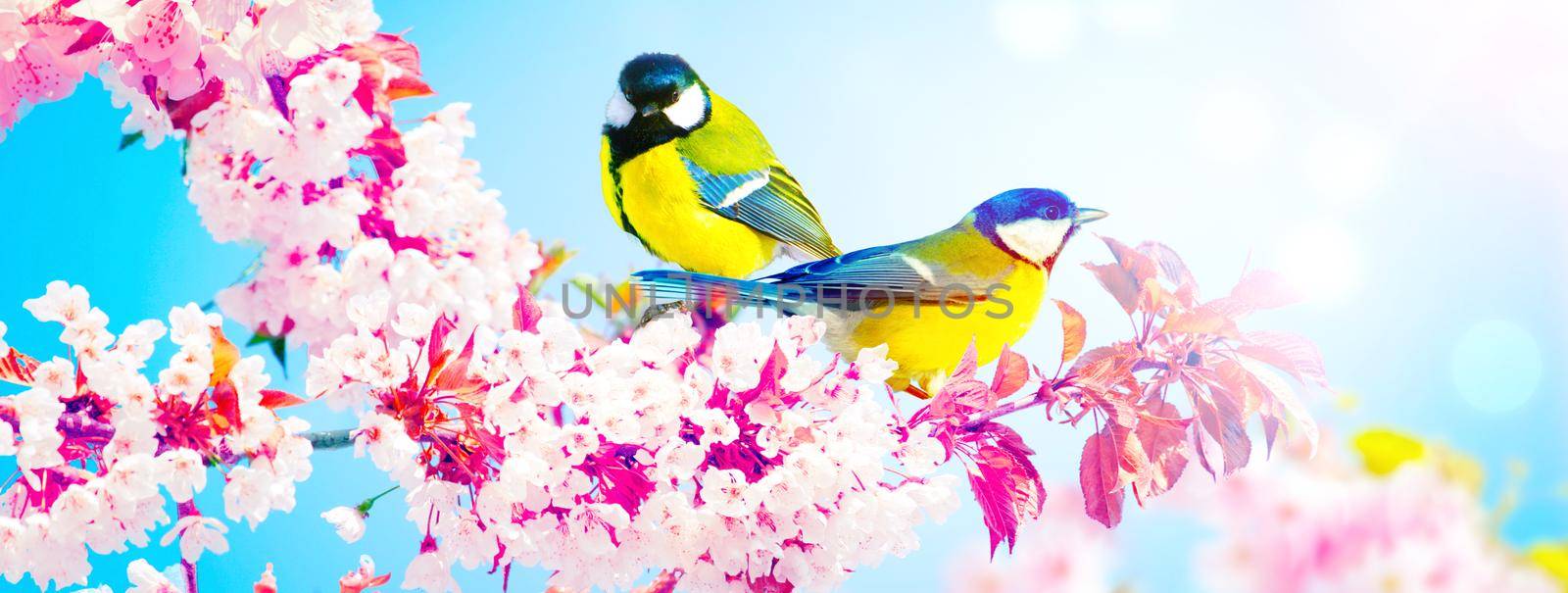 Great tit sitting on a tree branch in spring weather by Taut