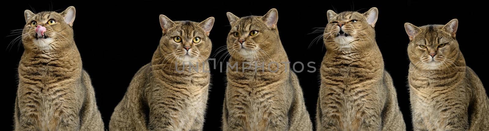 Adult purebred Scottish straight cat sits on a black background. Animal with different emotions, funny, sad, angry and curious by ndanko