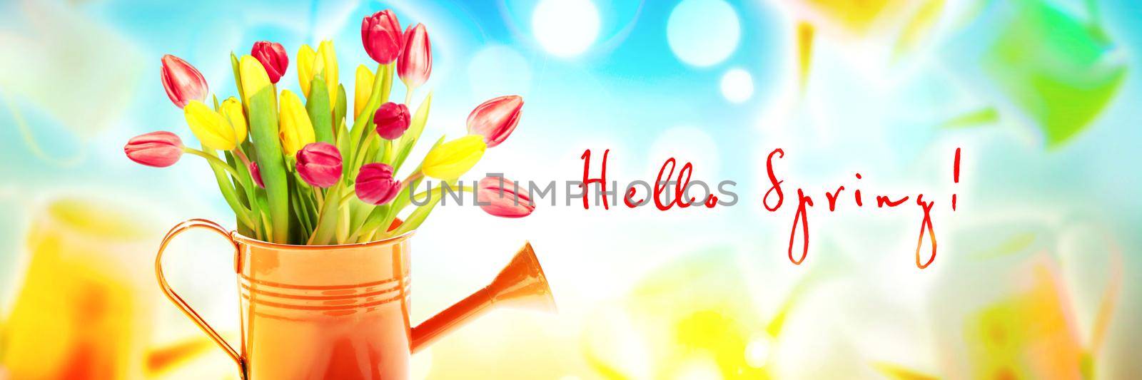 Colorful tulip bouquet in a watering can. Concept of spring and gardening. by Taut