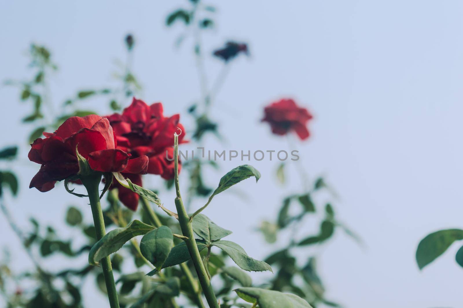 Beautiful red rose flower on green branch in the garden. Blooming fresh red rose flower in summer sunset sunlight against blue sky background.