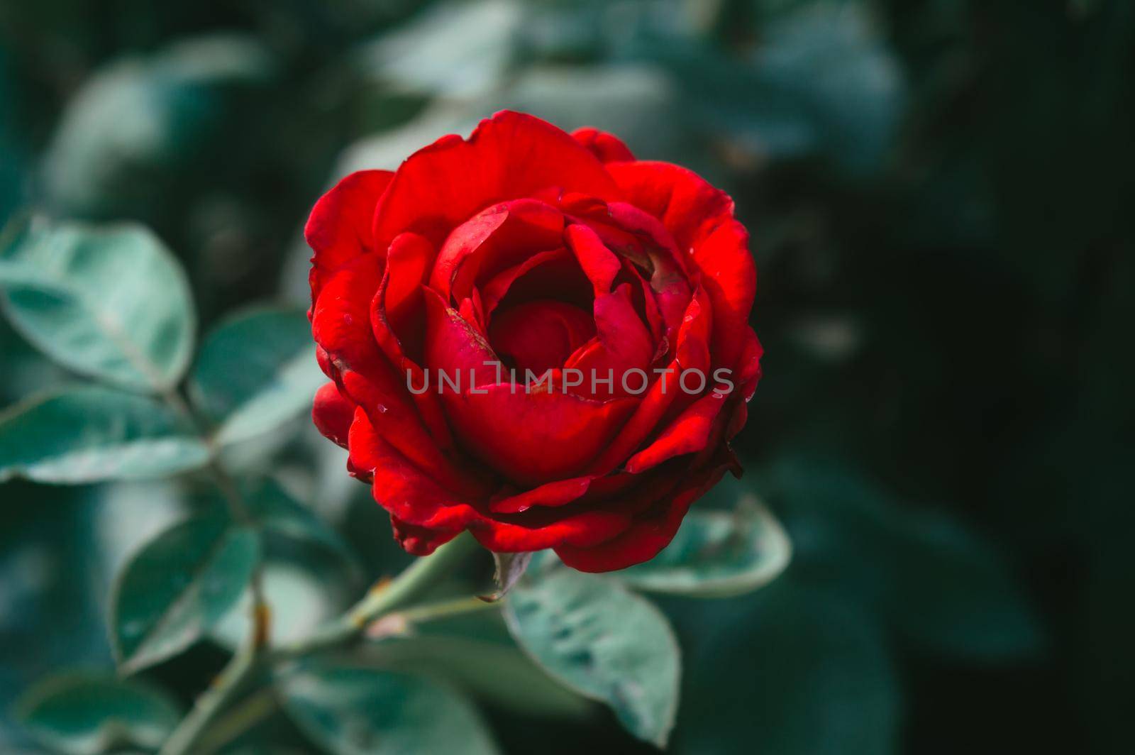 Red Rose on pastel deep green leaves background. Top down shot. Nature backgrounds. Love valentine day holiday theme. by sudiptabhowmick