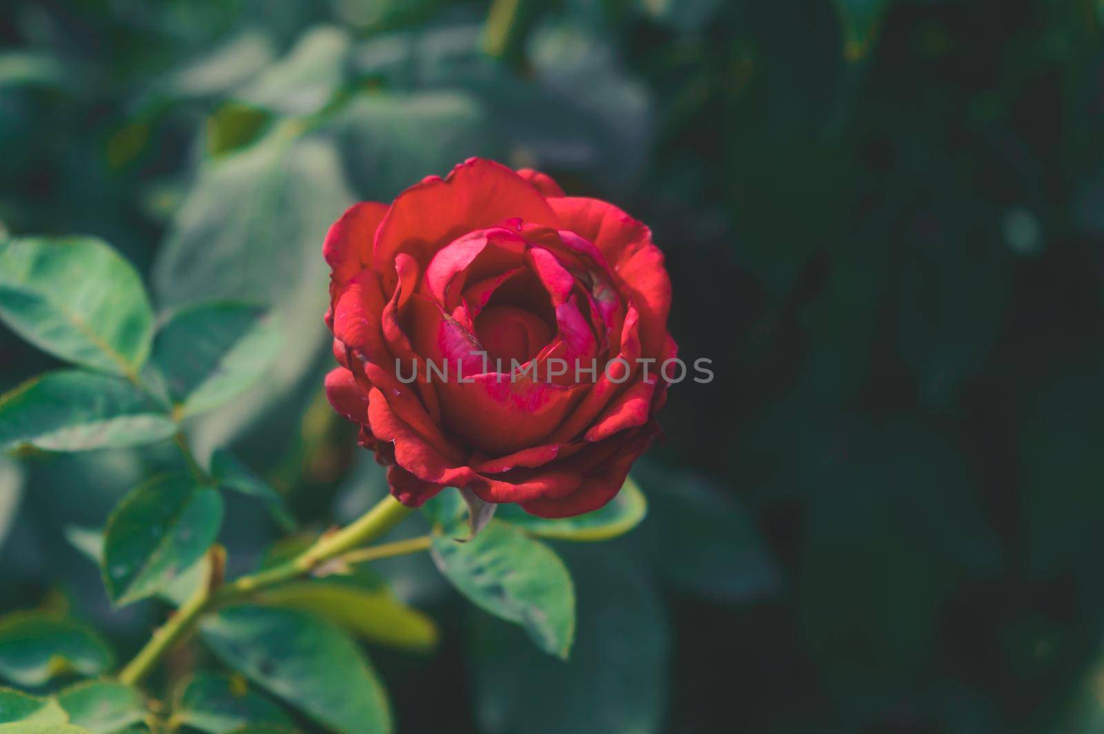 Red Rose on pastel deep green leaves background. Top down shot. Nature backgrounds. Love valentine day holiday theme. by sudiptabhowmick