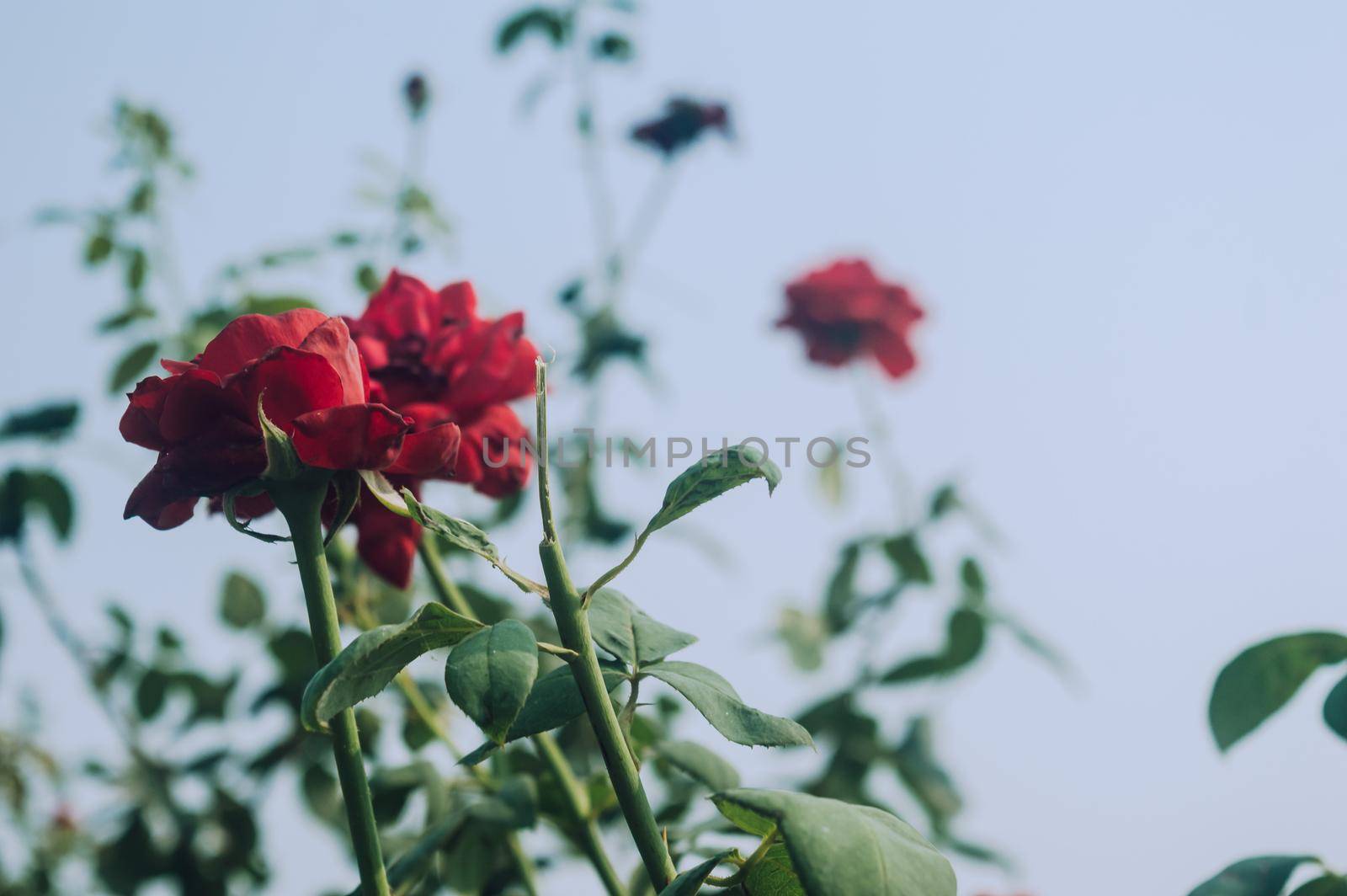 Beautiful red rose flower on green branch in the garden. Blooming fresh red rose flower in summer sunset sunlight against blue sky background. by sudiptabhowmick