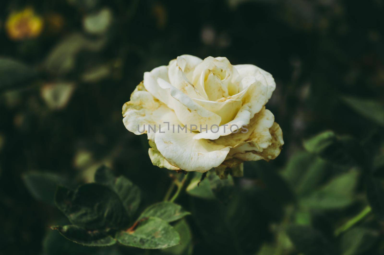 Yellow Rose on pale and soft pastel green leaves background. Side view. Love valentine day holiday Nature background.