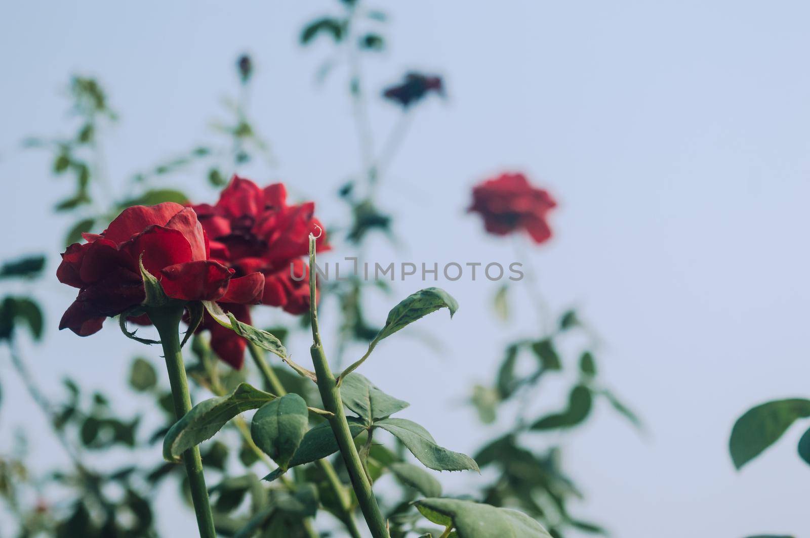 Beautiful red rose flower on green branch in the garden. Blooming fresh red rose flower in summer sunset sunlight against blue sky background. by sudiptabhowmick